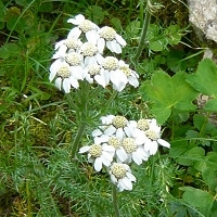 Achillea erba-rotta