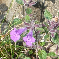 Acinos alpinus