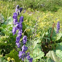 Aconitum napellus