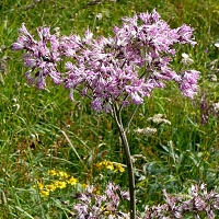 Adenostyles alliariae