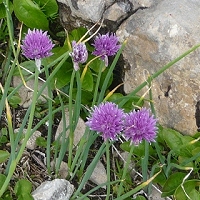 Allium schoenoprasum