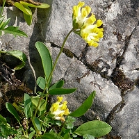 Anthyllis vulneraria
