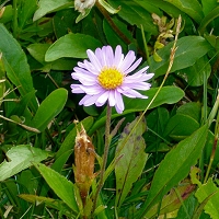 Aster bellidiastrum