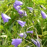 Campanula rotundifolia