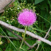 Carduus defloratus