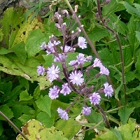 Cicerbita alpina