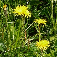 Crepis alpestris