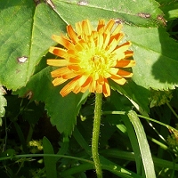 Crepis aurea