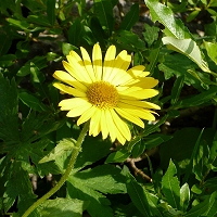 Doronicum grandiflorum