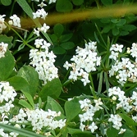 Galium anisophyllon