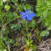 Gentiana verna
