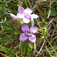Gentianella campestris