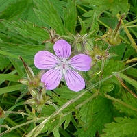 Geranium sylvaticum