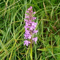 Gymnadenia conopsea