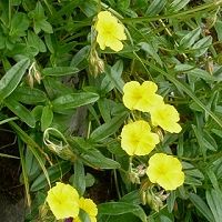 Helianthemum grandiflorum