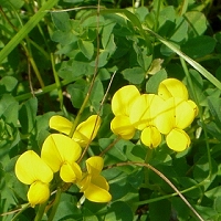 Lotus corniculatus