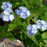 Myosotis alpestris