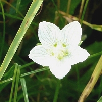 Parnassia palustre