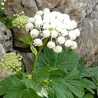 Peucedanum ostruthium