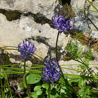 Phyteuma orbiculare