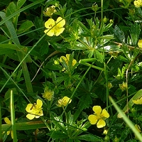 Potentilla erecta