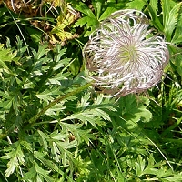 Pulsatilla sp.