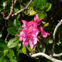 Rhododendron hirsutum