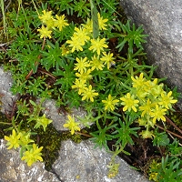 Saxifraga aizoides