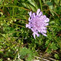 Scabiosa lucida