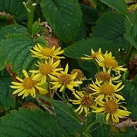 Senecio alpinus