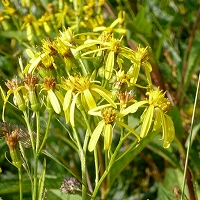 Senecio fuchsii