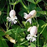 Silene vulgaris