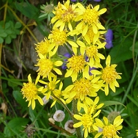 Solidago virgaurea