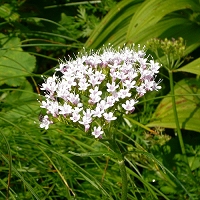 Valeriana montana