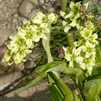 Veratrum album